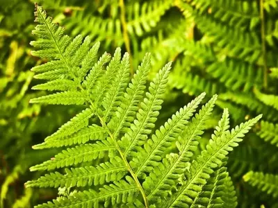 El Ritmo Secreto de las Plantas: ¿Duermen Realmente?