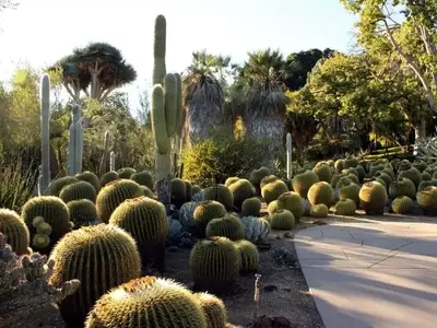 Plantas Xerófitas: Estrategias de Supervivencia en Ambientes Áridos