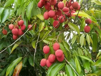 El Lichi: Un Árbol Tropical de Exquisita Belleza y Preciados Frutos
