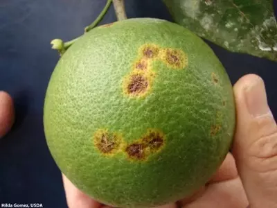 La Lepra Explosiva de los Cítricos: Identificación, Tratamiento y Prevención