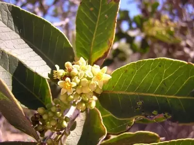 Plantas Esclerófilas: La Maravilla de la Adaptación Natural