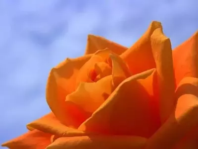 Descubriendo la Esencia Aromática de las Rosas