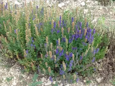 La Maravillosa Lavanda: Descubre la Lavandula latifolia, sus Cuidados y Múltiples Usos