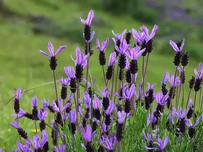 Descubriendo la Lavándula Stoechas: Una Joya Aromática del Mediterráneo