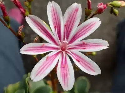 Descubriendo la Lewisia: Pequeña Planta, Gran Esplendor Floral