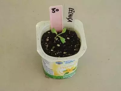 Guía Completa para el Cultivo de Lechuga en Macetas