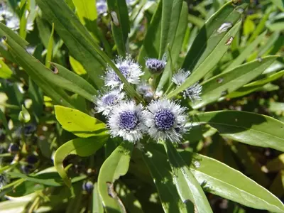 Descubriendo la Globularia salicina: Un Arbusto Versátil para Tu Jardín