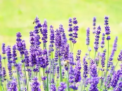 Lavanda Espliego: Un Tesoro Botánico con Múltiples Virtudes