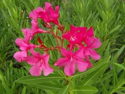 Plantas Venenosas: Un Peligro Oculto en la Naturaleza