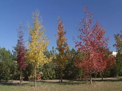 Descubriendo el Liquidámbar: Un Árbol de Esplendor Otoñal y Múltiples Usos