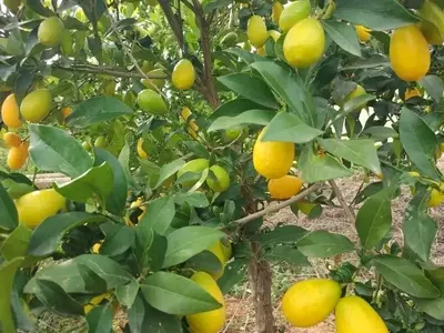 Limequat: El Fascinante Híbrido Cítrico con Múltiples Usos y Beneficios
