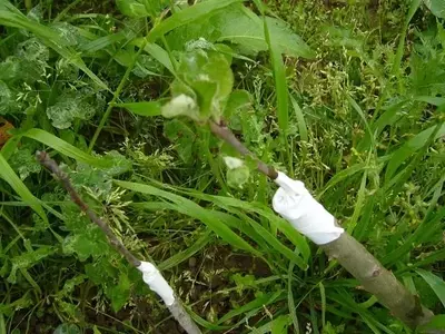 Dominando el Arte del Injerto Frutal: Técnicas y Beneficios Esenciales