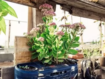 Cultivo sin Tierra: La Guía Definitiva para Huertos Hidropónicos Urbanos