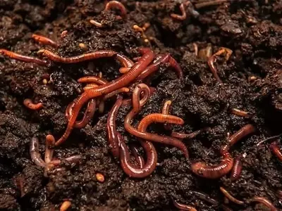 El Papel Esencial de las Lombrices de Tierra en la Salud del Suelo