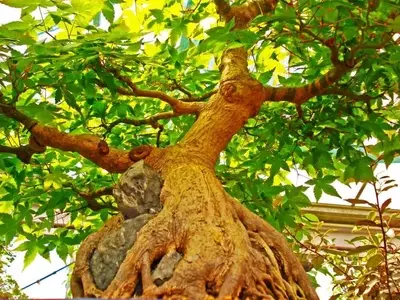 Descubriendo la Majestuosidad de los Bonsáis: Arte y Naturaleza en Miniatura