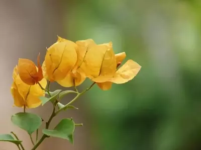 Descubriendo los Secretos de la Buganvilla: Una Guía Completa para su Cuidado y Cultivo