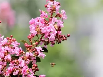 Árboles Pequeños Ideales para Embellecer Jardines y Macetas