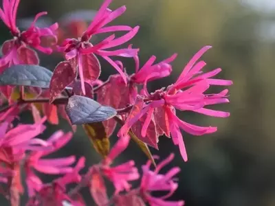 Loropétalo: Un Toque de Elegancia y Color en Su Jardín