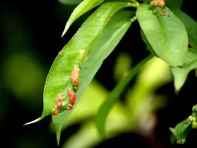 Chancros en Plantas: Identificación y Estrategias de Manejo