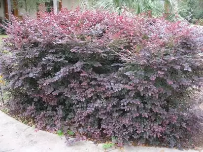 Loropétalo: El Arbusto de Colores Vibrantes para tu Jardín