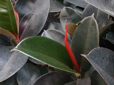 Ficus: Gigantes Verdes que Reclaman su Espacio