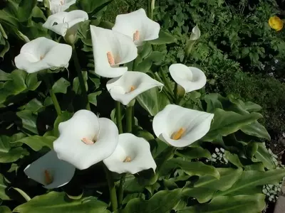 El Lirio de Agua: Elegancia y Cuidado en tu Estanque