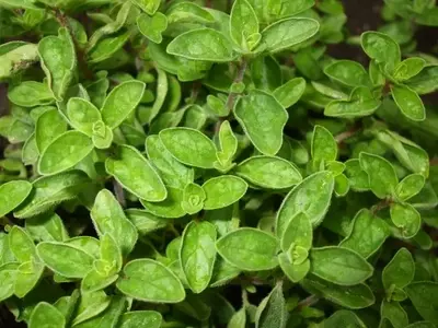 Orégano: Una Guía Completa de Cultivo, Cosecha y Usos