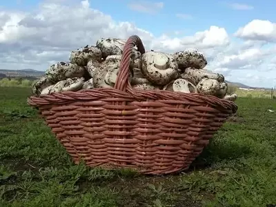 Guía Completa para el Cultivo, Cuidado y Preparación de Champiñones