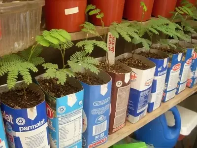 Jardinería Creativa: Transformando Desechos en Macetas Únicas