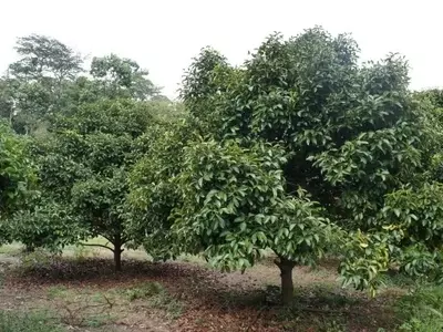 El Mangostán: Una Joya Tropical de Múltiples Beneficios