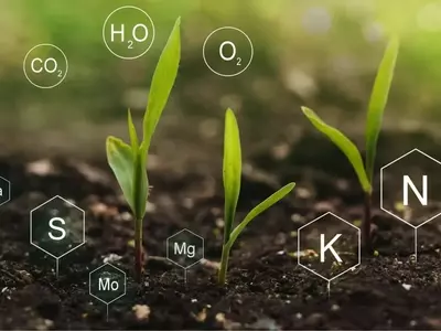 La Nutrición Vegetal: Esenciales para un Jardín Vibrante