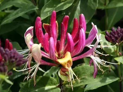 Madreselva: La Trepadora Versátil de su Jardín