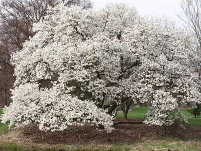 La Magnificencia del Magnolio: Un Árbol Excepcional para Cualquier Jardín