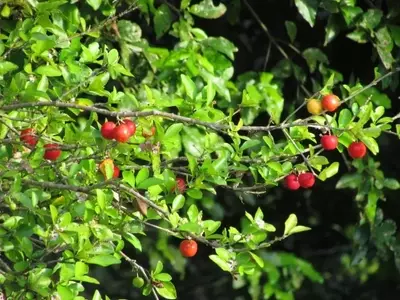 Descubriendo la Acerola: Un Tesoro Botánico de Múltiples Usos