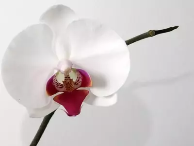 Guía Definitiva para Elegir Macetas Ideales para Orquídeas