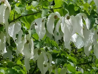 Davidia Involucrata: La Espectacular Belleza del Árbol de los Pañuelos