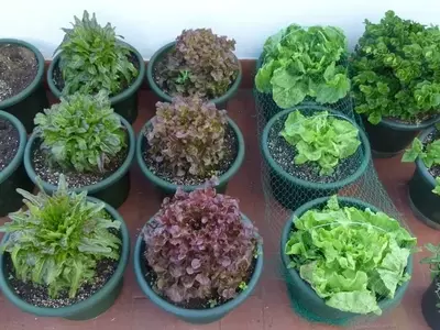 Guía Completa para Establecer un Huerto Urbano en Casa