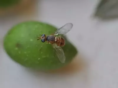 La Mosca del Olivo: Una Amenaza para la Producción Oleícola
