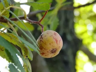 Mespilus Germanica: El Níspero Europeo y Sus Secretos