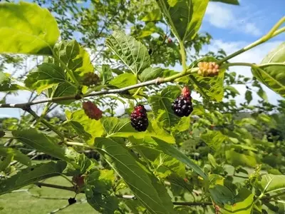 Descubriendo la Morera Negra: Un Tesoro del Jardín con Frutos Exquisitos y Sombra Generosa