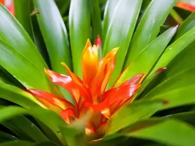 Descubriendo la Belleza Exótica de las Bromelias: Un Viaje por la Flora Tropical