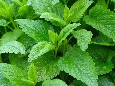 Melisa: Una Solución Natural para un Hogar Aromático y Libre de Mosquitos