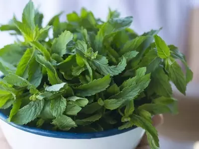 Cultivo y Cuidados de la Menta Acuática: Guía Esencial