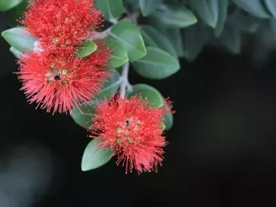 El Magnífico Metrosideros excelsa: Un Árbol Exótico para tu Jardín