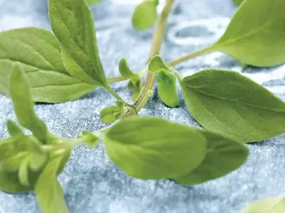 La Mejorana: Un Tesoro Aromático con Propiedades Culinarias y Medicinales