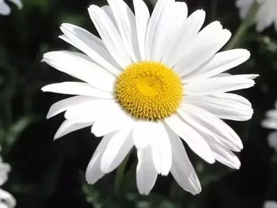Descubriendo la Versatilidad y Belleza de la Margarita de los Prados