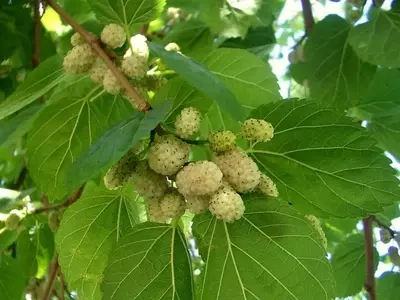 Descubriendo la Morera Blanca: Un Árbol Versátil para Tu Jardín