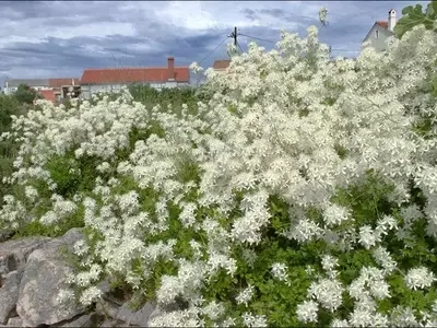 Descubriendo la Belleza Oculta de la Clematis Flammula: Un Tesoro del Mediterráneo