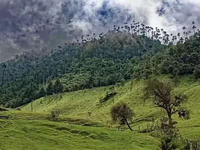 Acceso a Datos Cruciales sobre la Transformación Forestal en Colombia