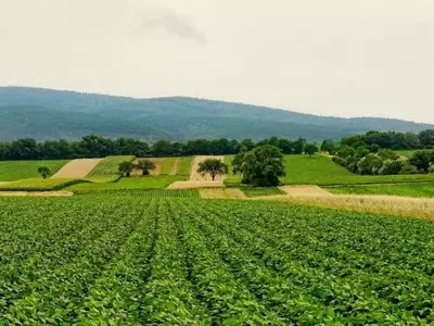 Caliza Agrícola: Un Aliado Crucial Contra el Cambio Climático y para la Productividad de Cultivos